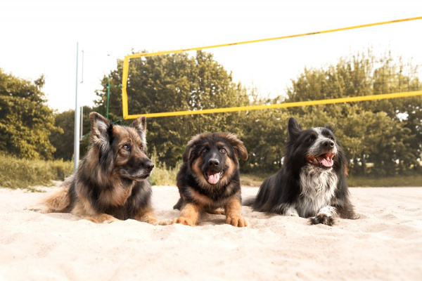 Bis zu 5 Hunde sind herzlich willkommen