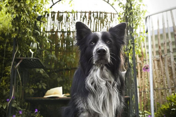 Bis zu zwei Hunde sind herzlich willkommen