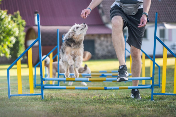 Herzlich willkommen im Heisle - Ihre  Hunde werden viel Spaß haben!