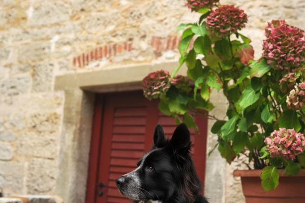 Ein wahres Hundeparadies – hinter den hohen Schlossmauern kann Ihr Hund rennen, bellen oder einfach entspannt mit dabei sein.