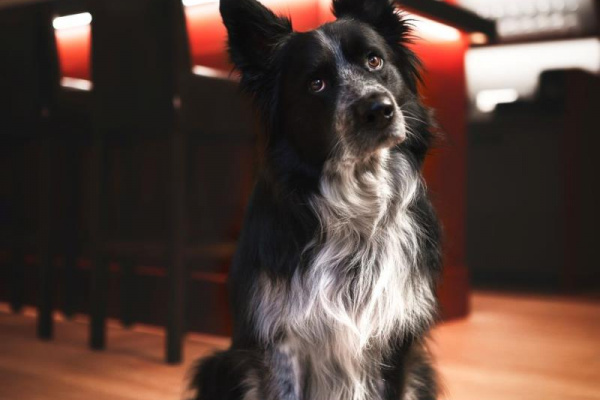 Hunde sind bei uns willkommen – bis zu drei pro Aufenthalt