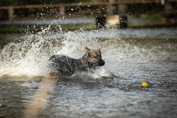 Unterhalb des Ferienhauses (10min fussläufig) kann Ihr Hund nach Herzenslust  in der Jagst schwimmen