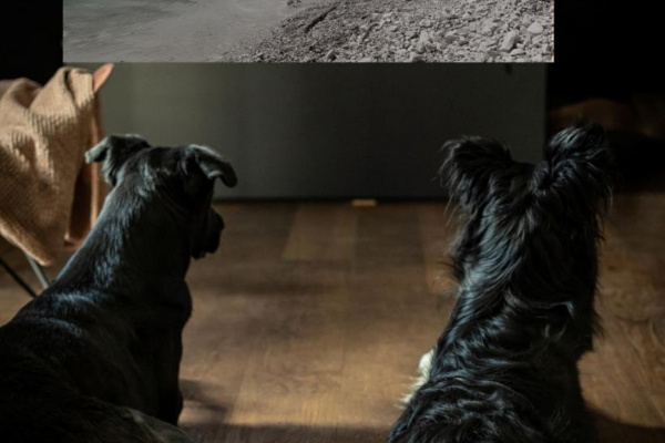 Auch die Hunde haben Spaß am Kino