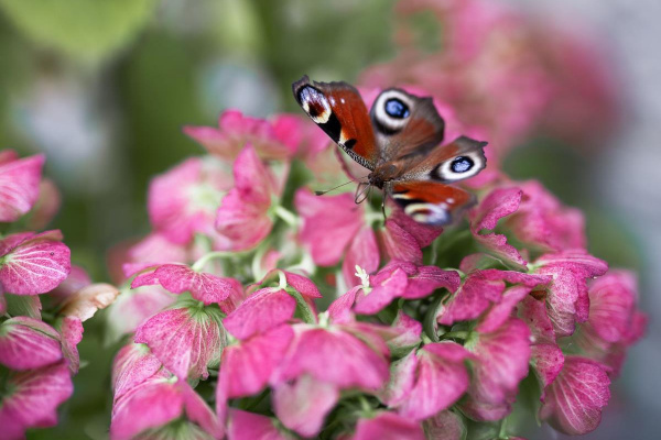 Schlossbrauerei Langenburg